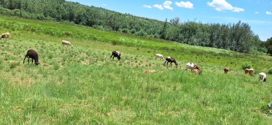 3 Bedroom Property for Sale in Koster North West